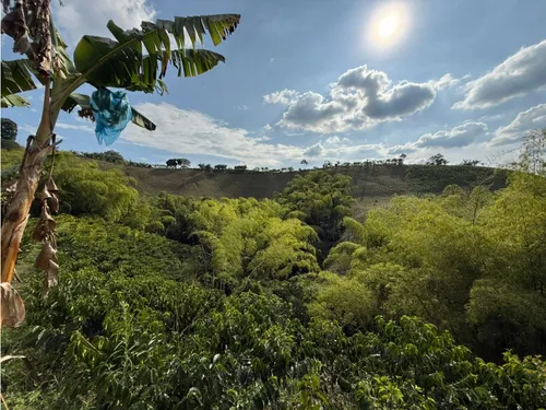 Venta Finca Circasia Cafe - Platano - Banano - 12.5 Cuadras