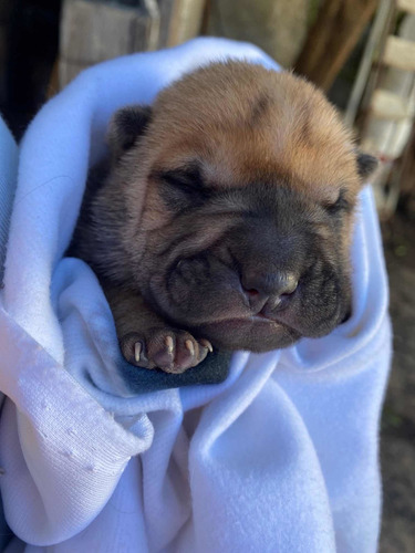 Imagen 2 de 5 de Sharpei Cruza