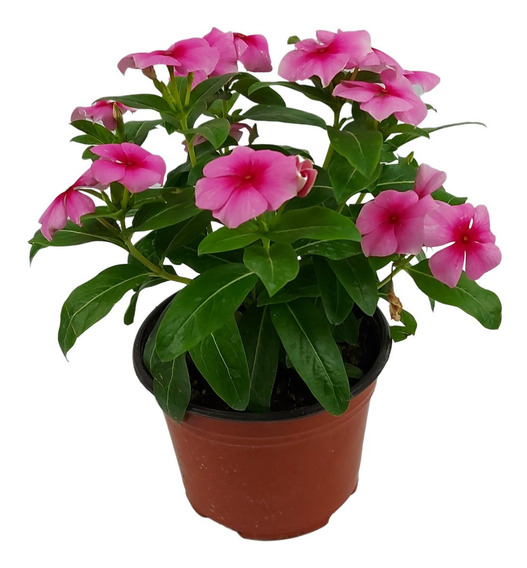 Planta Teresita | Meses sin intereses