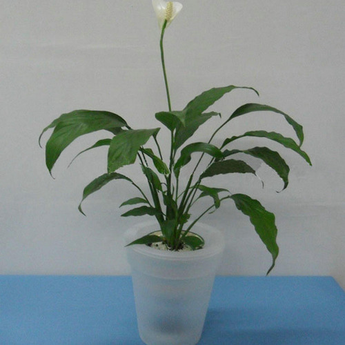 Imagen 5 de 12 de Lámpara Solar Para Maceta, Florero De Plástico Impermeable