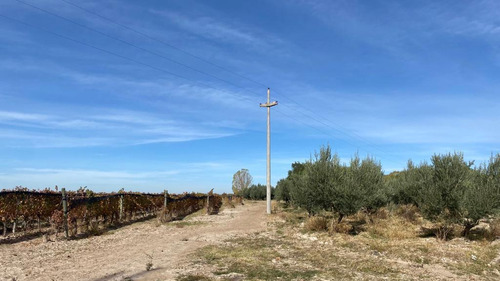 Venta | Finca | Anchoris | Tupungato | Mendoza