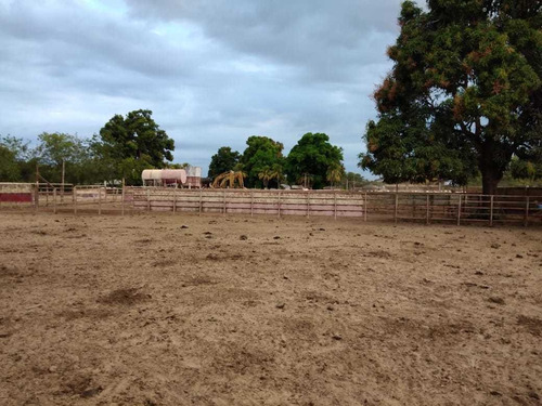Imagen 8 de 24 de Hato En Venta En Santa Bárbara De Barinas