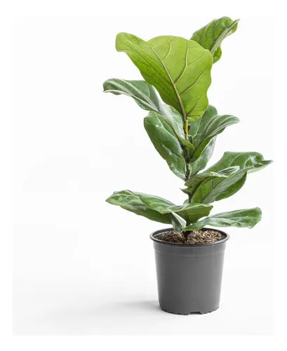 Plantas Pandurata 85/110cm Leer/consultar !!!