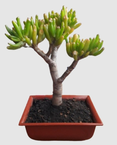 Bonsái De Orejas De Shrek Crassula Gollum Envio En El Dia 