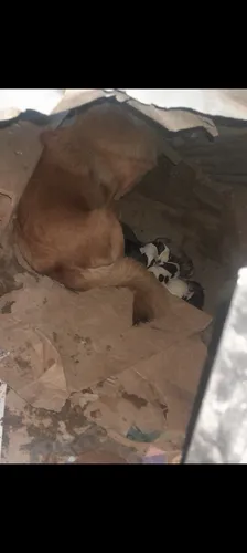 Lindos Cachorros En Adopción