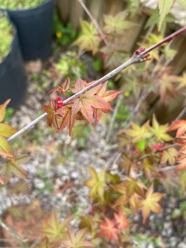 Mudas Do Belíssimo E Raro Acer Palmatum 'shishio'