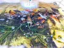 Comprar Lote De Peces Carpa Koi Y Cometas Gran Oportunidad