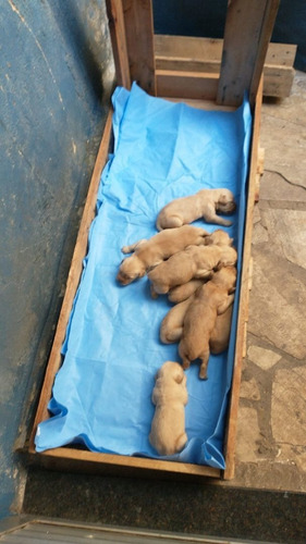 Imagem 5 de 5 de Filhotes De Golden Retriever