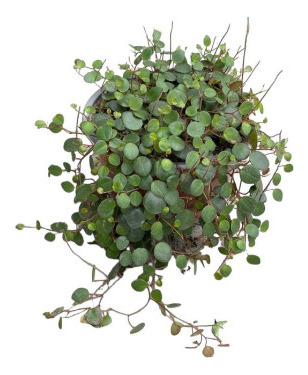 Planta De Peperomia Pepperspot C F 1 + Sorpresa