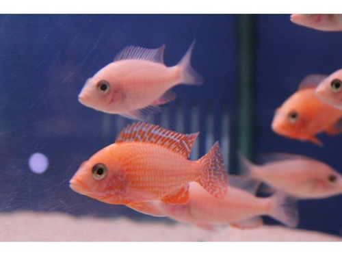 Imagen 5 de 10 de Combo De 8 Peces Africanos (agua Templada)