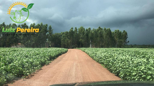 Imagem 3 de 15 de Fazenda À Venda Em Lagoa Do Tocantins-to-de 205 Alqueirões (dupla Aptidão) - 1816