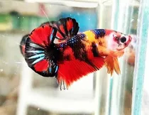 Comprar Peixe Betta Koi De Linhagem, Foto Ilustrativa, Rj Entrega24h