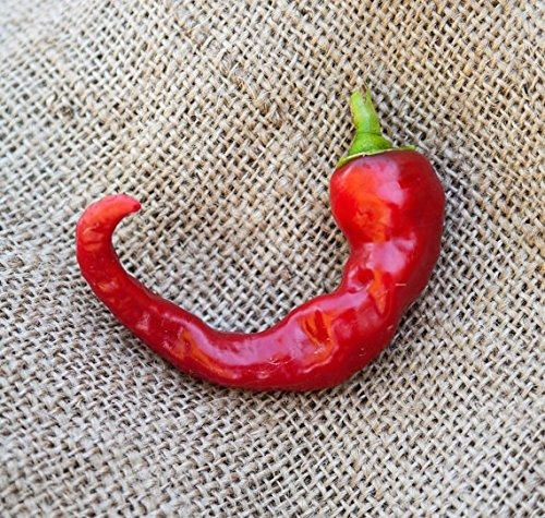 Hot Portugal Chili Heirloom Pepper Premium Seed Packet 