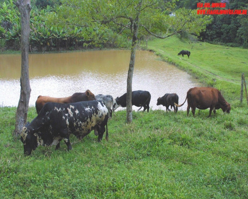 Imagem 7 de 30 de Fazenda Em Juquitiba; Fazenda À Venda Em Juquitiba Sp - 241 - 32982716