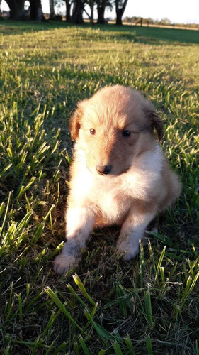 Cachorros Collie