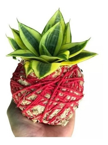 Kokedama Mini Espadinha Sansivieira Aérea C/ Macramê