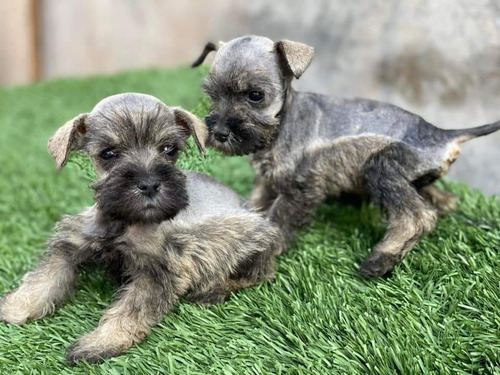 Schnauzer Barbon Amigable Machos Sal Y Pimienta