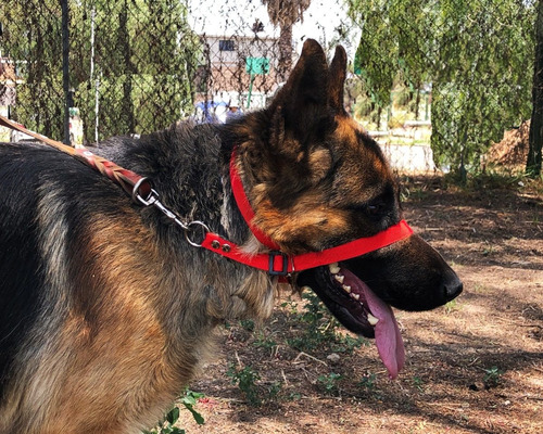 Collar Anti Jalones Halter Entrenamiento Perro Con Envio