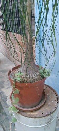 Planta Pata De Elefante O Palma Cebolla Beaucarnea Recurvata