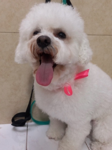 Peluqueria Canina Y Felina A Domicilio
