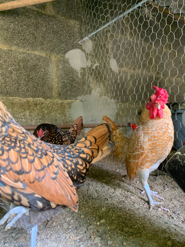 Ovos Sebright Camurça, Prata E Dourado