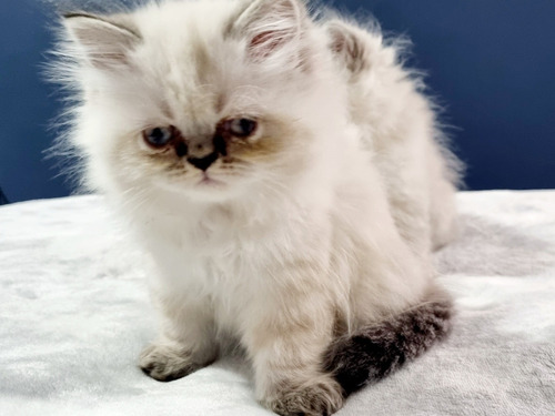 Imagen 3 de 5 de Gatitos Persa