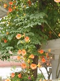 Imagem 5 de 10 de Mudas De Trombeta Chinesa - Campsis Grandiflora