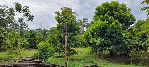 Imagen 10 de 11 de Vendo Finca El Carmen De Siquirres, Pueblo El Civil, Provincia De Limón