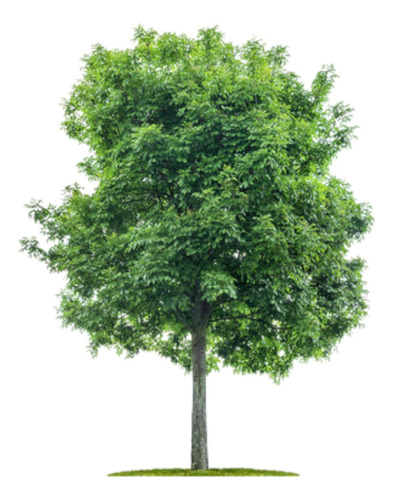 Árbol Fresno Envío Gratis 