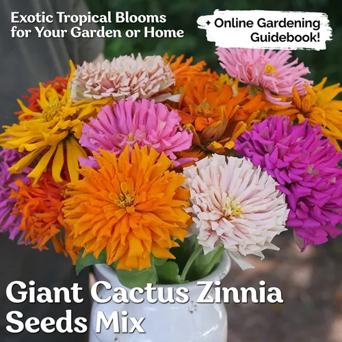 Kviter 1000 Semillas De Zinnia De Cactus Gigantes Para 2025