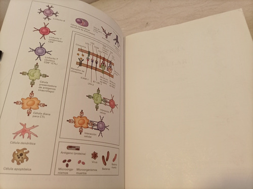 Libro. Inmunología Celular Y Molecular. 4a Ed. Abbas. (Usado)