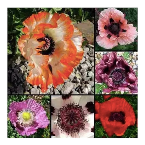 Flores Amapola Oriental Mix Semillas 6 Colores + Guía 