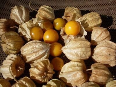 100 Semillas Organicas De Golden Berries Physalis.
