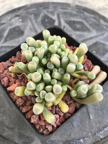 Frenestraria Aurantiaca Suculenta Africana Lithops Cactus