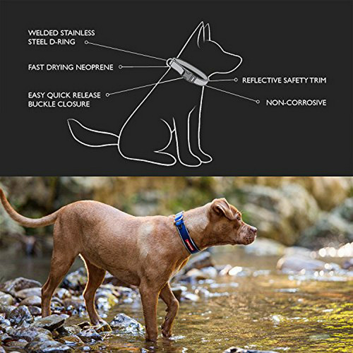 Collar Ancho Para Perro Ezydog Neo Classic