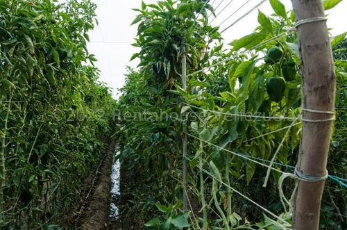 Imagen 27 de 30 de Jose Lopez Rent A House Te Ofrece En Venta Finca Productiva En Municipio Jimenez Quibor Lara, Venezuela 3001, Telf. 0414-5533925 #23-953 $450000