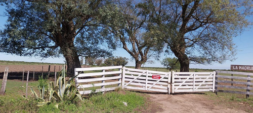 Campo Ganader0 De Cria-la Criolla-santa Fe