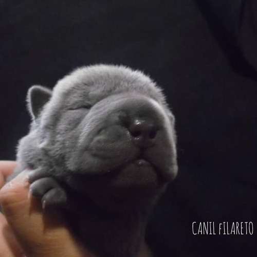 Fêmea De Shar Pei Azul