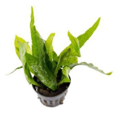 Helecho Microsorum Pteropus Java Planta Acuática