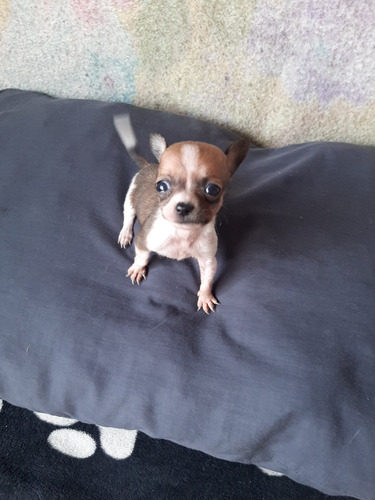 Se Vende Hermosos Perros Chihuahua Miniatura Hembra 