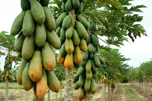 200 Sementes P Mudas Mamão Formosa Vermelho Doce Orgânico