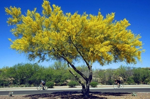 Cinacina, Palo Verde, Espino De Jerusalén, Parkinsonia 30lts