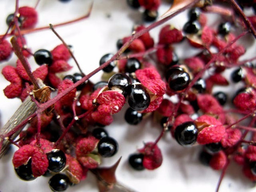 10 Semillas De Pimienta De Sichuan Garantia Autenticidad