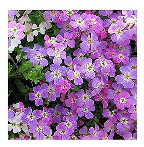 Semillas De Flores Stock Virginia 1344 Púrpura (200 Semillas