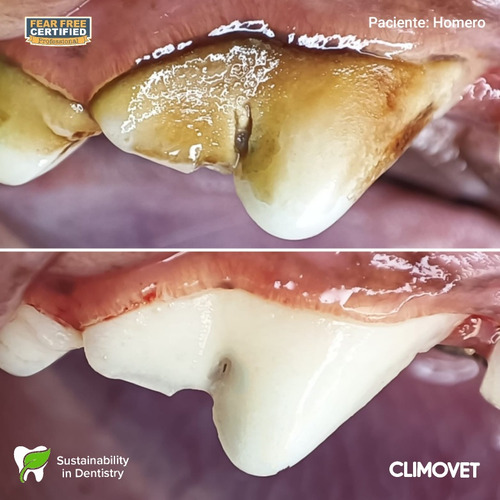 Limpieza Dental Perros Y Gatos (destartraje)