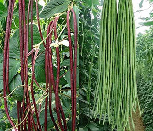 Semillas De Frijol Largo Verde Y Rojo De Caupi Yard, Semilla