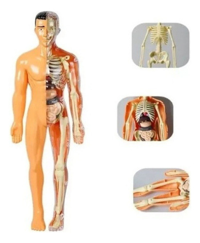 Juguete Model De Torso De Anatomía Humana Model