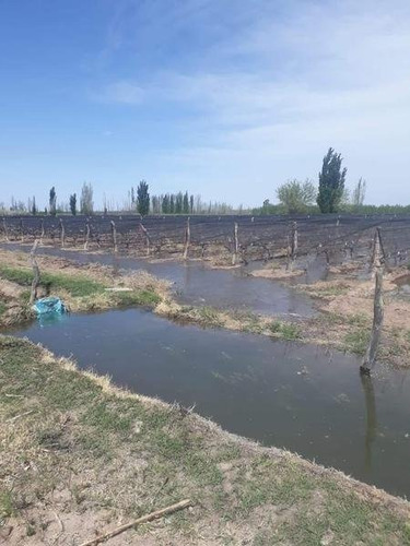 Imagen 18 de 30 de 3 Fincas Con Bodega En Venta Cañada Seca.