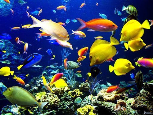 Cuadro 20x30cm Animales Acuaticos Peces Coral Mar Oceano M2