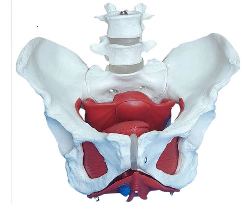 Anatomia Da Pelve Feminina Com Útero,ovário E Ossos Quadril
